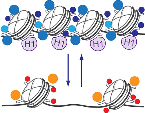 Illustration of histone types