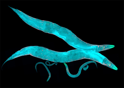 C. elegans is a 1 mm-long nematode that reproduces sexually. Fertilized zygotes develop into embryos and then enter four stages of larval growth before adulthood.