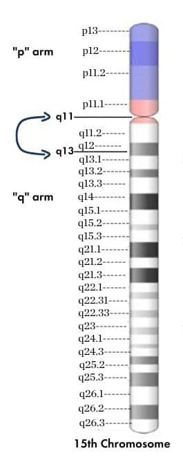 Angelman, Prader-Willi and Dup15q syndromes are all distinct neurodevelopmental disorders caused by changes within the specific q11 to q13 region of chromosome 15, known as 15q. Unlike most other genes in the body, these genes behave differently depending on whether they are on the maternal or paternal copy, a biological mechanism called “genomic imprinting.”