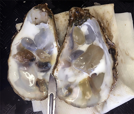 An oyster heavily affected by mud worms.