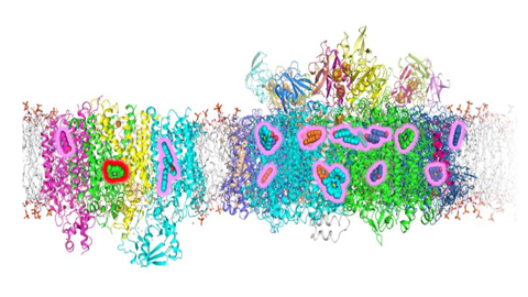 How a cyanobacterium makes far-red light mean 'go'