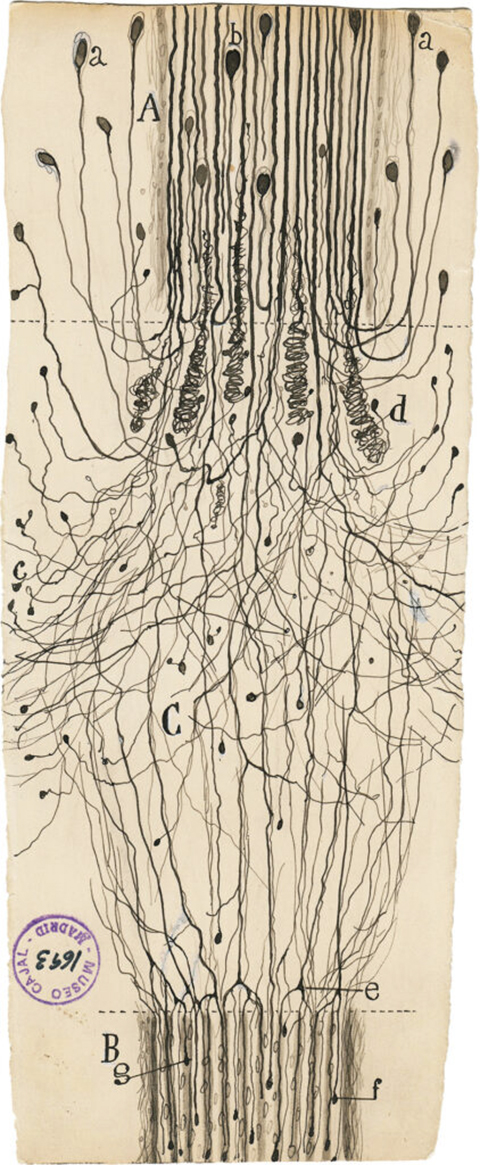 Cajal’s study of a cut nerve outside the spinal cord, 1913.
