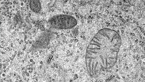 Mitochondria and the origin of eukaryotes