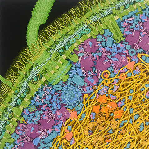 Illustration of a cross section of an E. coli cell. The cell wall is shown in green, the genome in yellow, DNA-binding proteins in tan and orange and ribosomes in purple.