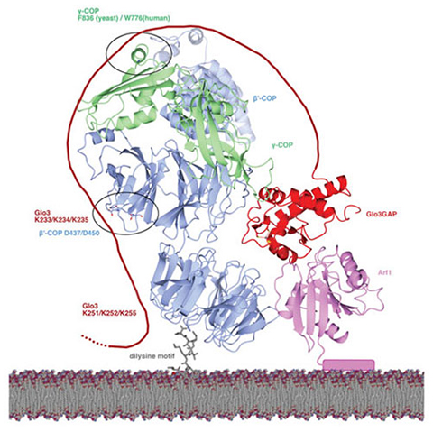 Figure 5 from the paper “An interaction between β′-COP and the ArfGAP, Glo3, maintains post-Golgi cargo recycling” shows β9-COP is a molecular platform on Golgi membranes.