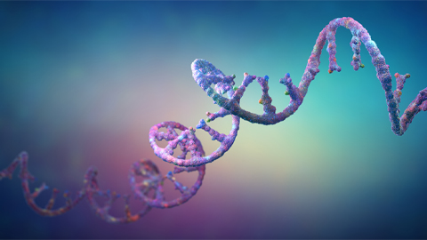 Cells move their genetic material from one place to another in the form of RNA.