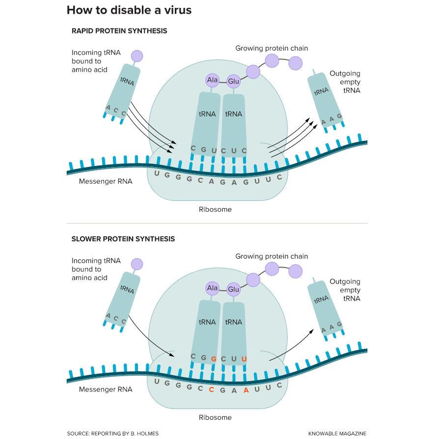 To build a protein, three-letter codons (words) in messenger RNA specify which of the 20 amino acids should go next in the growing protein chain. (An intermediate molecule, transfer RNA, delivers the correct amino acid to match the codon.) Most amino acids can be specified by several codons, but not all are incorporated at the same speed. Vaccine developers can use genetic engineering to swap in the slowest codons at many sites in the virus’s genome. This slows down the virus’s activity enough that it can no longer cause disease — a safe, effective way to create a live-virus vaccine.