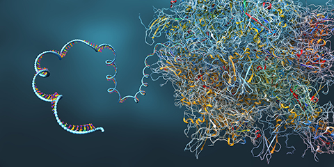 mRNA (left) being recruited to the ribosome (right) for translation.