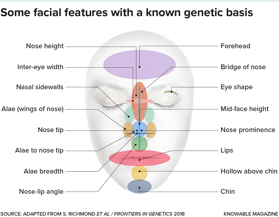 Researchers have identified more than 300 genes associated with specific facial features, though their effects are generally small. Here are a few features where genes make a difference.