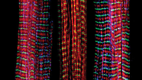 The science of staying strong