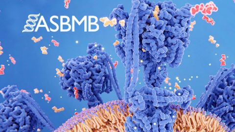 ASBMB sets professional conduct expectations for award nominees
