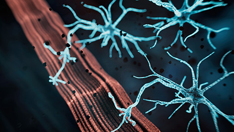 How scientists identified a new neuromuscular disease
