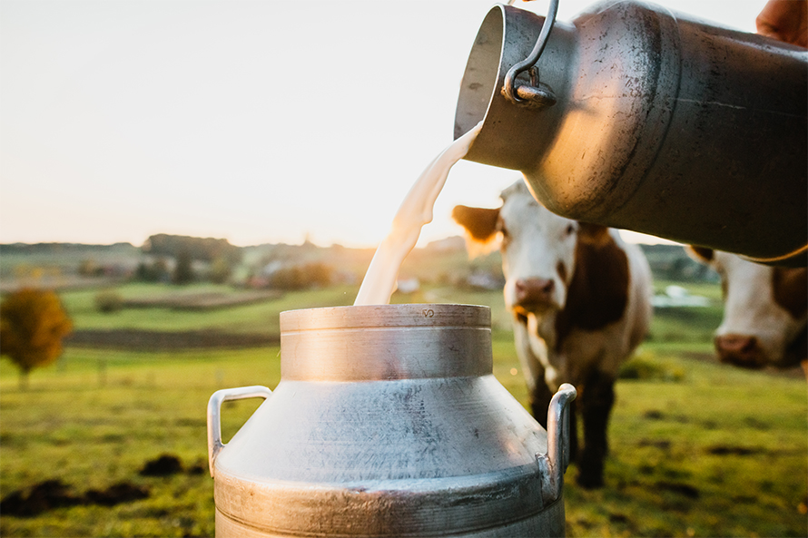 Cows were found with high levels of PFAS at a farm in Maine.