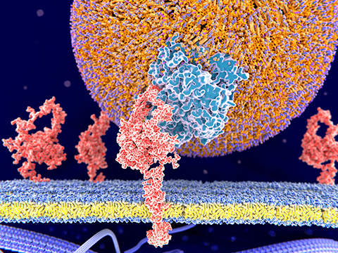 A low-density lipoprotein cholesterol particle (yellow and purple) interacting with a low-density lipoprotein receptor (red) on the cell surface.