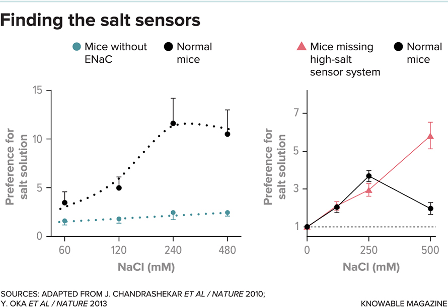 Researchers measure a mouse’s taste preference for salt by recording how often it chooses to lick from a bottle containing a salty solution versus a bottle with plain water. At left, normal mice strongly favor salty water if the salt concentration is relatively low, while mice missing ENaC, the molecule that acts as a good-salt sensor, do not. At right, normal mice lose their preference for salty water when the salt concentration gets too high — but mice that lack bitter and sour taste systems (implicated in high-salt taste) keep consuming even the saltiest liquid.