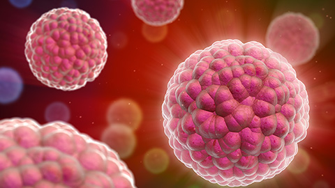 Ragweed compound thwarts aggressive bladder and breast cancers