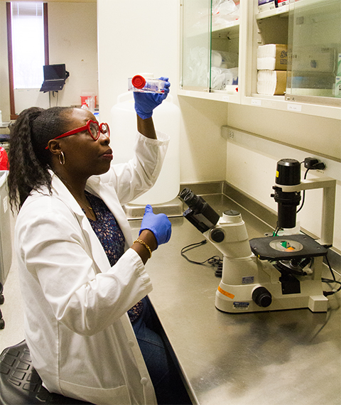 Elizabeth Kaweesa, a postdoctoral researcher at the University of Illinois, Chicago, examines a cell culture flask of ovarian cancer cells. These cells are used to determine the cytotoxic activity of natural extracts and compounds as potential new therapeutics.