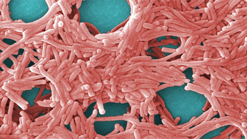 How proteolysis controls the Legionnaires’ pathogen