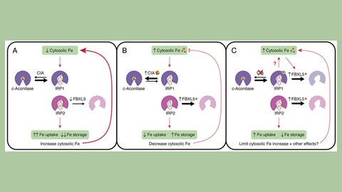 JBC: Scientists find cellular backup plan for keeping iron levels just right