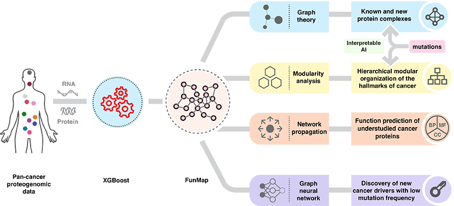 Overview of FunMap, a machine learning and network-based framework that integrates pan-cancer proteogenomic data to identify functional modules, predict understudied protein functions, and discover low-frequency cancer drivers.