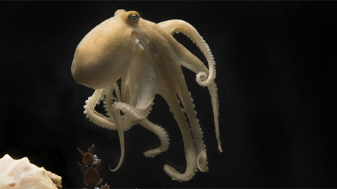 Changes in cholesterol production lead to tragic octopus death spiral