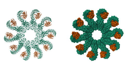 Cryogenic electron microscopy structure of the active NLRP3 inflammasome.