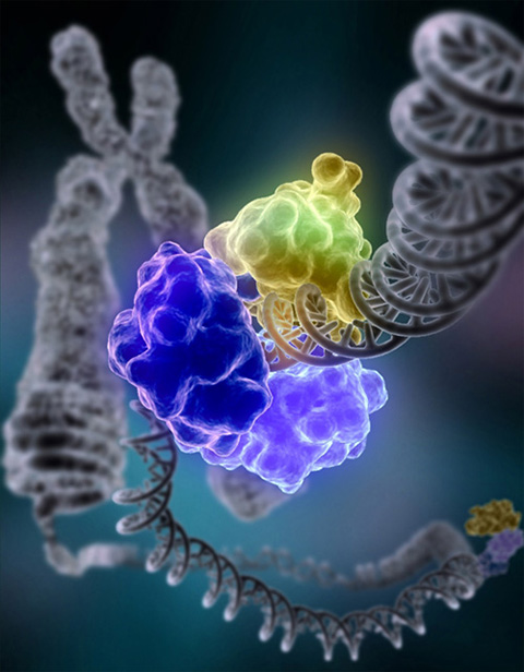 DNA ligase encircles the double helix to repair a broken strand of DNA.