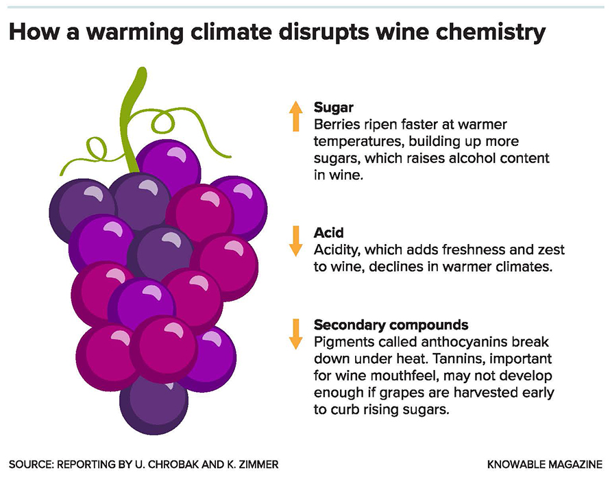 Warming temperatures alter the delicate chemistry of wine grapes.