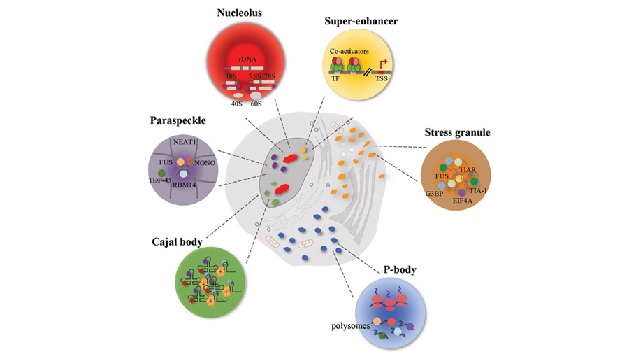 Disease-linked mutations disrupt protein phase behavior