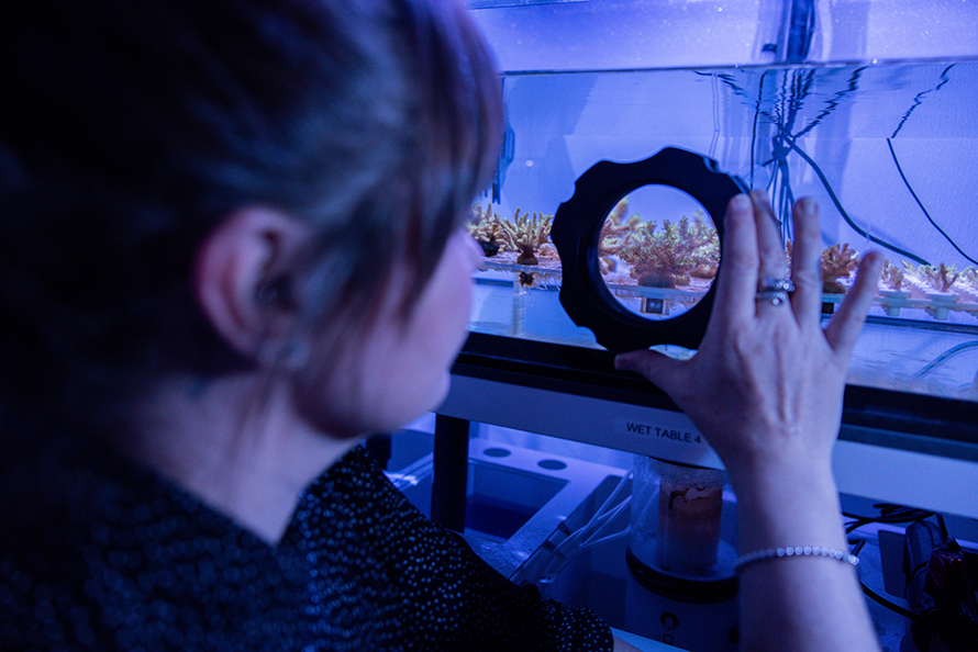 Liza Roger examines an adult Pocillopora acuta coral on a water table in her lab at Arizona State University. Corals can produce sexually and asexually. Therefore, the Roger lab propagates corals using microfragmentation, the method by which scientists break a coral colony into smaller pieces to induce rapid regeneration.