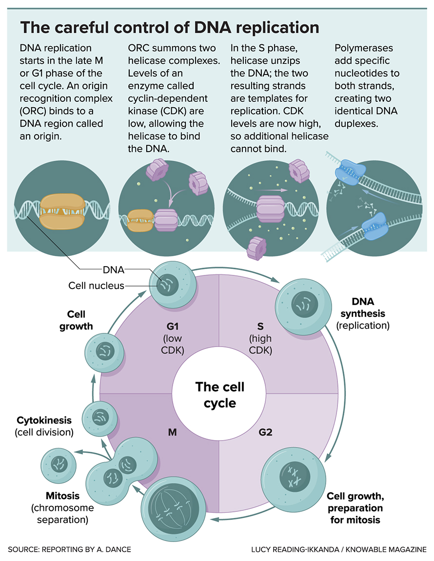 The initiation of DNA replication starts at the tail end of the previous cell division and continues through the cell cycle phase known as G1. DNA synthesis happens during the S phase. Levels of a protein called CDK are critical to ensuring that DNA is replicated once and only once. When CDK levels are low, helicases can jump onto the DNA and start to unwind it. But repeat binding does not happen because CDK levels rise, and this blocks the helicase from binding again.