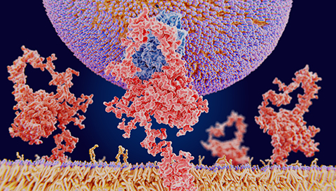 The LDL receptor (red) is a membrane protein found in almost every human cell. It binds to the apoprotein B from LDL particles and mediates their internalization, or endocytosis, in the cell.