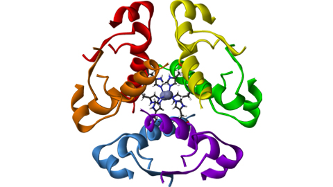 How transcription factor mutations shape diabetes risk