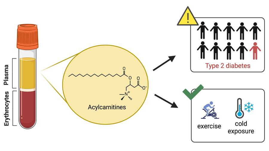 l carnitine type 2 diabetes The Role of l-Carnitine in Mitochondria, Prevention of Metabolic  Inflexibility and Disease Initiation main image 1