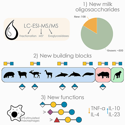 Bojar used mass spectrometry to identify novel milk sugars in understudied mammals, like rhinos and sheep, that have immunomodulatory properties.