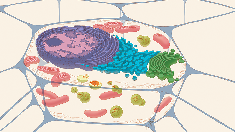 Lively lysosomes Lively lysosomes