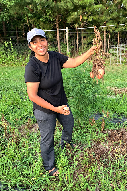 Lakshmi Ramakrishnan of LVS Organic Farms harvests potatoes on a plot at Good Hope Farm.