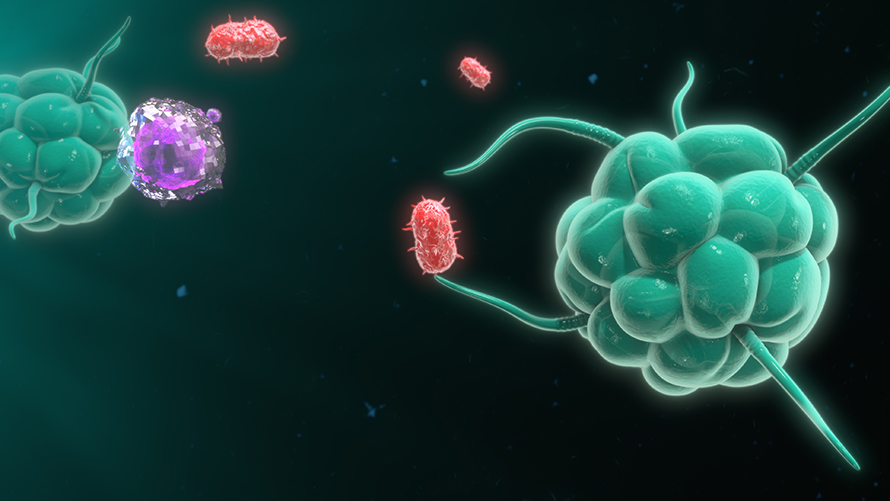 Macrophages are cells of the immune system that are formed in response to an infection or accumulating damaged or dead cells.