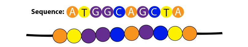 gene dna sequence
