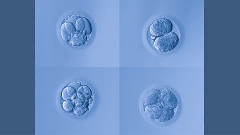 Proteomic clues to oocyte development