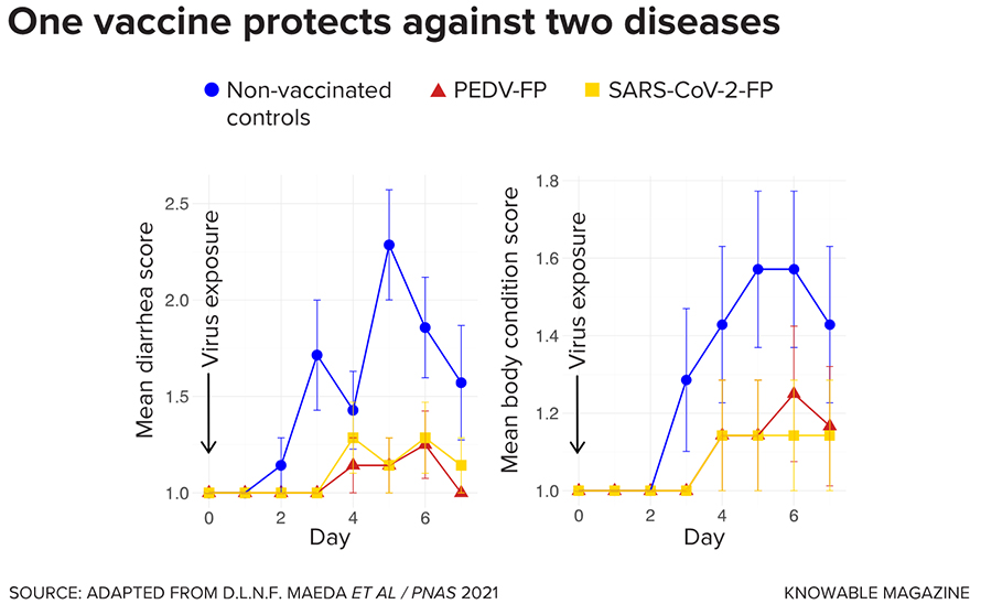 Vaccines targeted at the fusion peptide, an unvarying portion of the spike protein of all coronaviruses, may provide protection against a wide range of the viruses. Researchers immunized pigs using a bacteria-based vaccine against the fusion peptide of either SARS-CoV-2 or PEDV, a distantly related coronavirus of pigs, then exposed the pigs to PEDV. Pigs that received either vaccine developed less diarrhea and showed lower (better) scores for body condition than unvaccinated control pigs. This suggests that a single vaccine should protect against either virus — and, likely, against other coronaviruses as well.