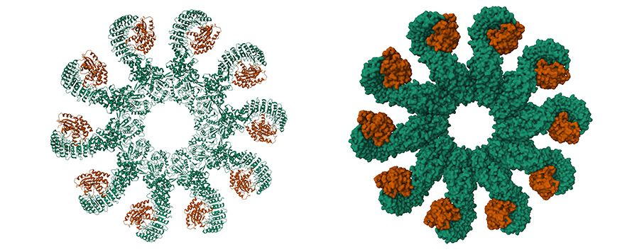 Clare Bryant studies how bacteria are detected by the host via pattern recognition receptors. One of these is the NLRP3 inflammasome, which is a multiprotein complex that plays a pivotal role in regulating the innate immune system and inflammatory signaling.