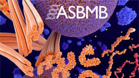 ASBMB Council roundup: April 2025