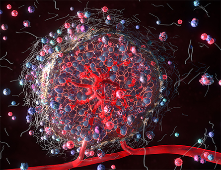 The number and metastatic potential of circulating cancer cells can change by time of day. Researchers hope to find the optimal time to use drugs that target proliferation.