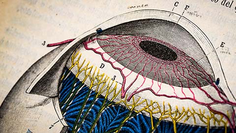 Glaucoma model links immune signaling to disease progression