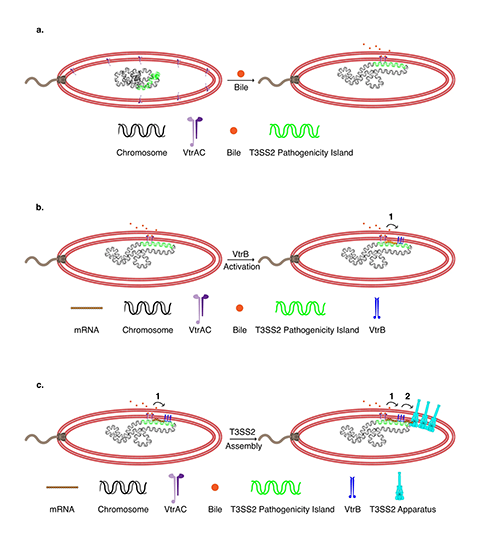 This is a figure from the paper “Membrane-localized expression, production and assembly of Vibrio parahaemolyticus T3SS2 provides evidence for transertion.” It shows a two-step transertion model for the localized membrane assembly of the T3SS2 apparatus in V. parahaemolyticus.