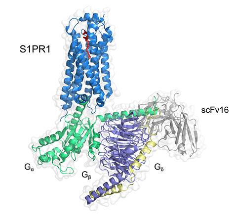 This cryo-electron microscopy image shows the structure of Gi-coupled sphingosine 1-phosphate receptor 1 bound with S1P: receptor (blue); sphingosine-1-phosphate (red); Gi alpha (green), beta (purple) and gamma (yellow) proteins; and single-chain variable fragment 16 (gray).