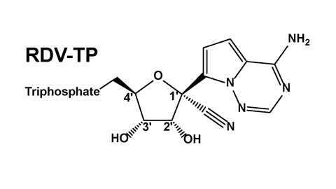 Study sheds light on how a drug being tested in COVID-19 patients works