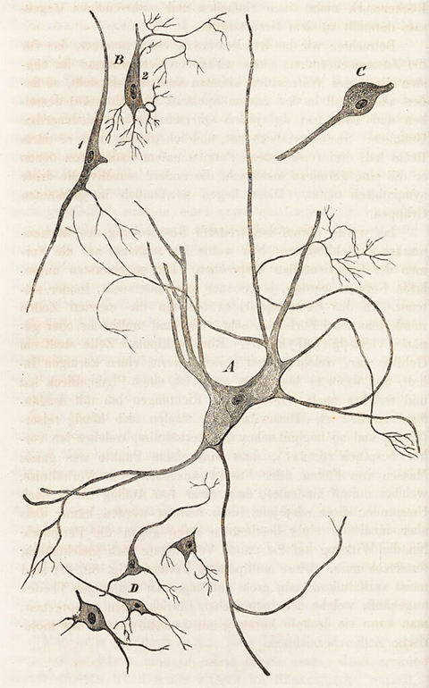 Nerve cells, from Rudolf Virchow’s Cellular Pathology, 1858.