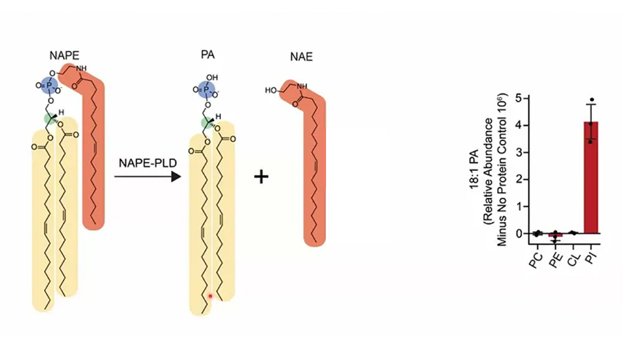 Lipid metabolism and mitochondria